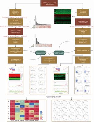 Alternative Splicing Events in Tumor Immune Infiltration in Colorectal Cancer